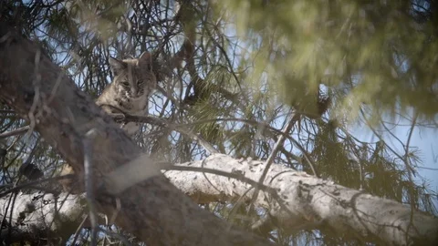 Bobcat in tree Stock Footage 93205935