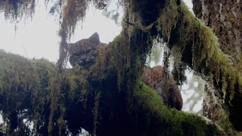 Bobcat In a Tree Hoh Valley Olympic Peninsula Rain Forest Washington Stock Footage 166703217