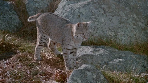 Bobcat wagging its tail and walking on rocky terrain, 1980s Stock Footage 95996445