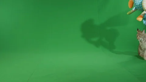 Bobcat walking around on green screen in slow motion 2 Stock Footage 111281692