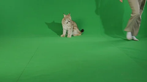 Bobcat walking around on green screen in slow motion 1 Stock Footage 111282043
