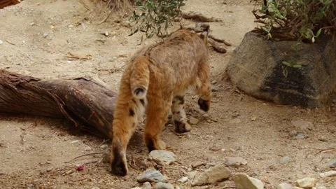 Bobcat walking away. Stock-Footage 115960440