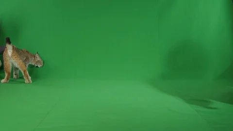 Bobcat walking back and forth greenscreen slow motion p1 Stock Footage 111282215