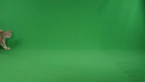 Bobcat walking back and forth greenscreen slow motion p2 Stock Footage 111282370