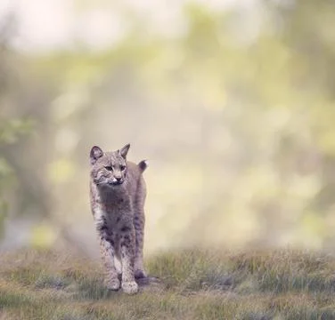 Bobcat Walking In The Grass Stock Photos