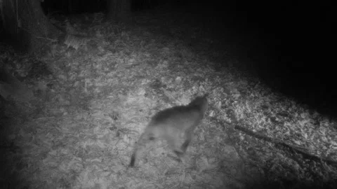 Bobcat walking by at night view from above Stock Footage 149084607