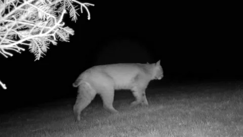 Bobcat walking right through the grass Stock Footage 179114743