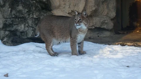 Bobcat Walking in the Snow Stock Footage 100975526