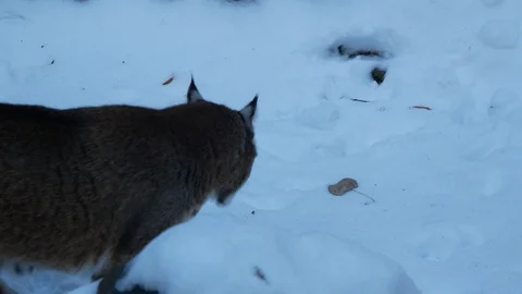 Bobcat Walking in the Snow Stock Footage 100981149