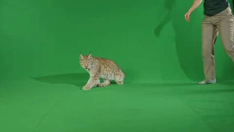Bobcat walking towards camera on green screen in slow motion Stock Footage 111282050