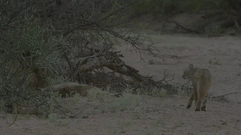 Bobcat walks along scrub &amp; sniffs around  Stock Footage 114851495