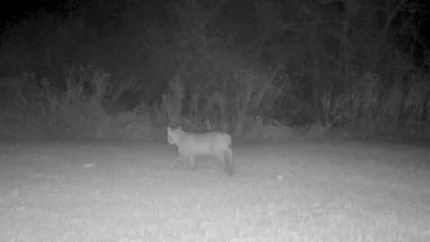Bobcat walks away Stock Footage 292572438