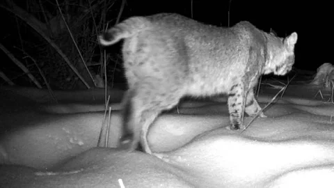 Bobcat walks past camera at night view from behind Stock Footage 149084559