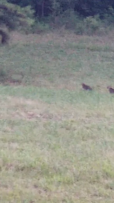 Bobcats playing Stock Footage 138654643