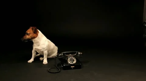 Bobek01 库存影片 11143527