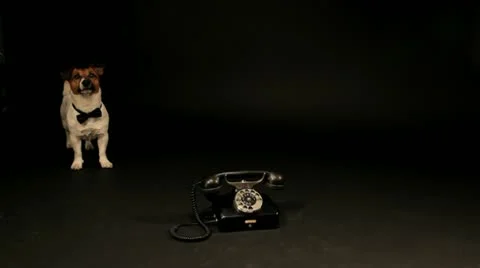 Bobek02 库存影片 11143612