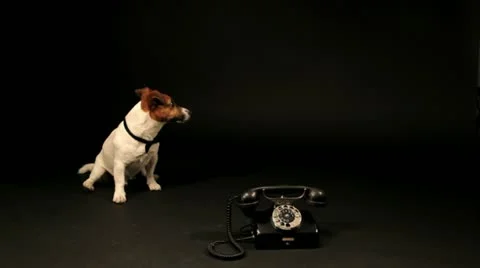 Bobek03 库存影片 11143611