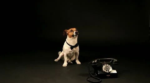 Bobek04 库存影片 11143543