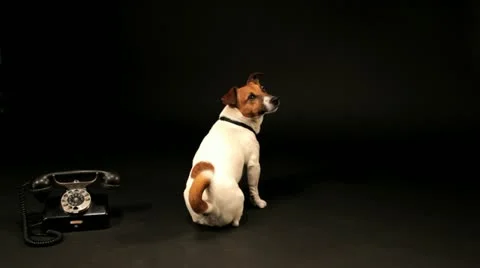 Bobek05 库存影片 11143551