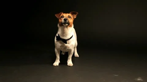 Bobek11 库存影片 11143571