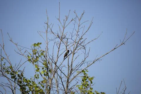 Bobolink Bird Stock Photos
