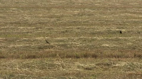 Bobolink mating.MP4 Stock-Footage 11207530