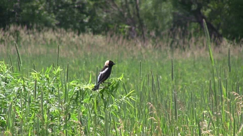 Bobolink Perched in a Field Stock Footage 27874444