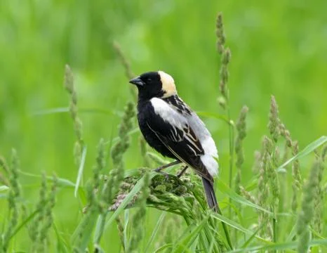 Bobolink Stock Photos