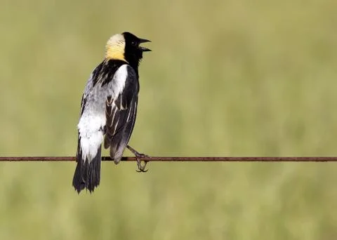 Bobolink singing Stock Photos