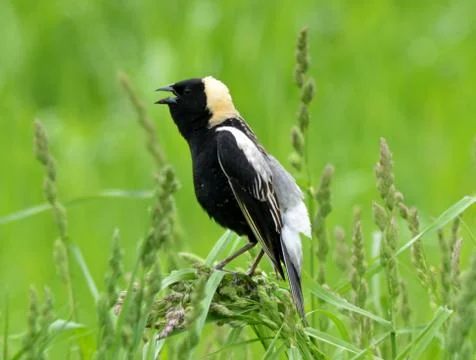 Bobolink2 Stock Photos