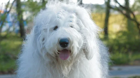 Bobtail dog Stock Footage 23917387