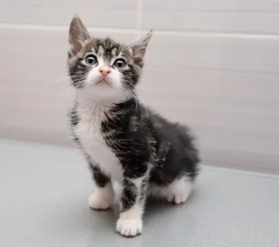 Bobtail kitten Stock Photos