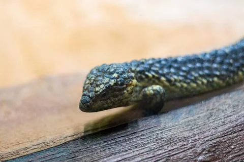 A bobtail lizard - also known as a shingleback skink or sleepy lizard Stock Photos