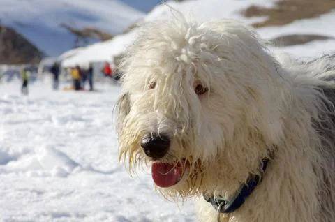 Bobtail 库存照片