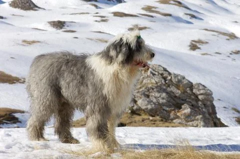 Bobtail Fotos de archivo