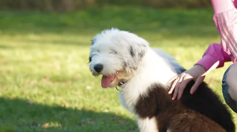 Bobtail puppy Stock Footage 38363467