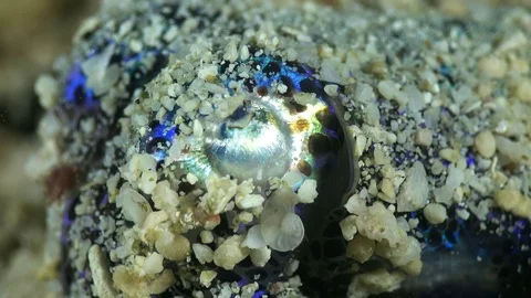 Bobtail squid burried in the sand, close up on eye Video stock 112481384