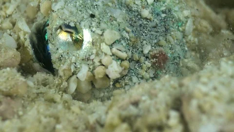 Bobtail squid burried in the sand, close up on eye Stock-Footage 112481518