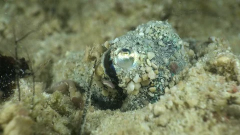 Bobtail squid burried in the sand, close up on head Video stock 112481528