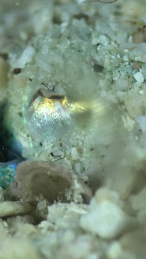 Bobtail squid burried in the sand, close up on eye Stock Footage 227824126