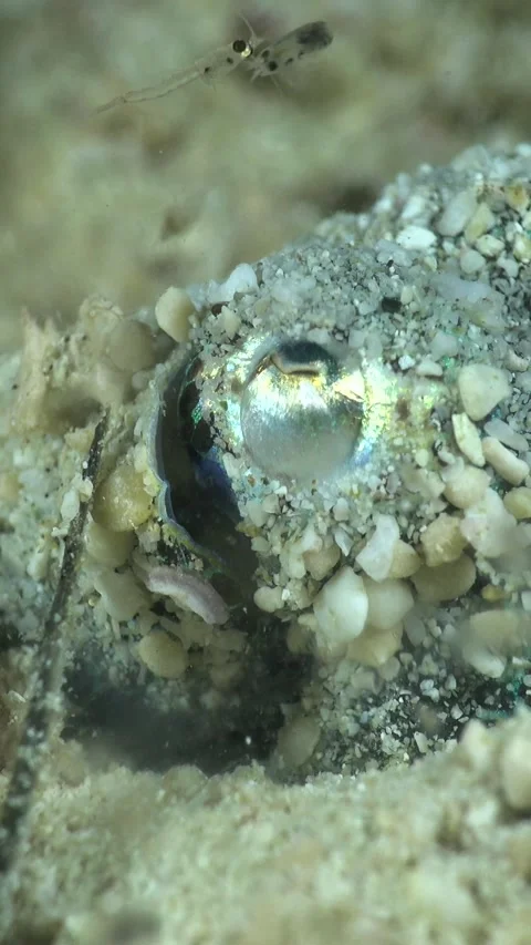 Bobtail squid burried in the sand, close up on head Stock Footage 230210115