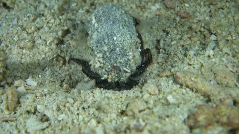 Bobtail squid burrying itself in the sand Stock-Footage 112481385