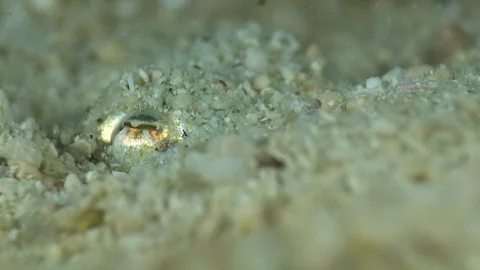 Bobtail squid burrying itself in the sand, close up on eye Stock Footage 112481586