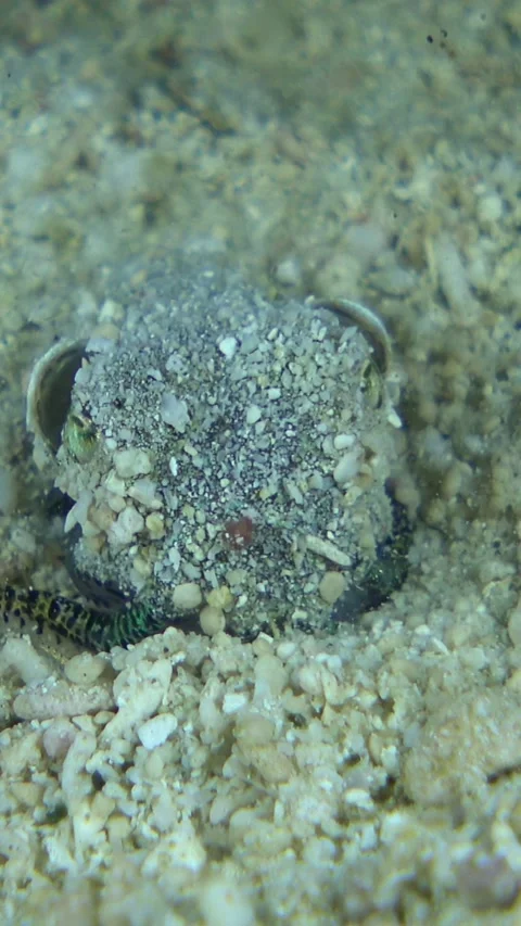 Bobtail squid burrying itself in the sand Stock Footage 230210087