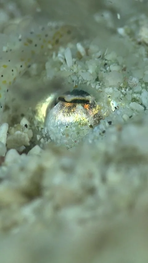 Bobtail squid burrying itself in the sand, close up on eye Video stock 230210105