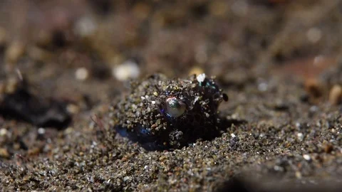 Bobtail Squid Burying Itself Video stock 91418841