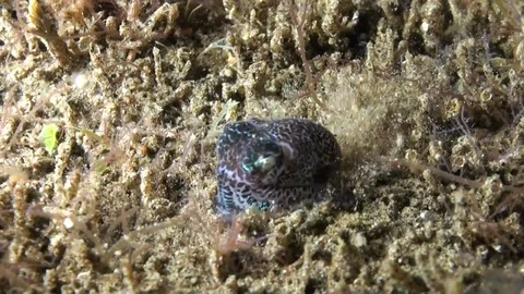 Bobtail Squid Burying Itself in the Sand - Philippines Stock Footage 88890068