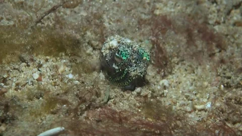 Bobtail Squid Burying Itself in the Sand - Philippines Video stock 334736814