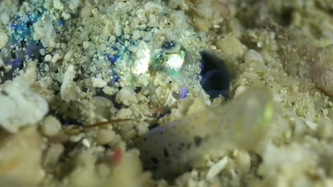 Bobtail squid covering itself of sand with its tentacle Stock Footage 112481341