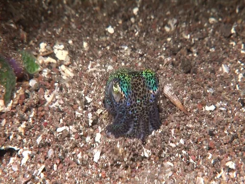 Bobtail Squid Video stock 98860112